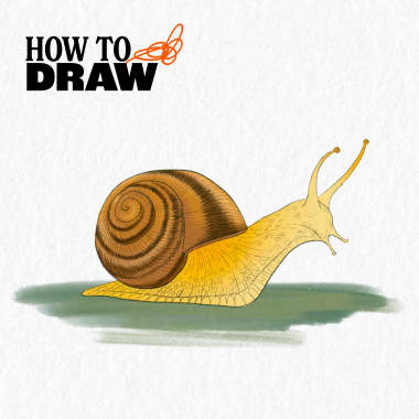 How To Draw and Color a Snail Like a Pro!